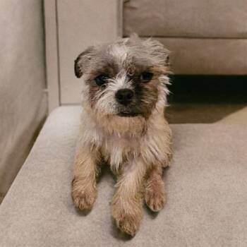 Rescue Shih Tzu and Pug Dogs for Adoption in Phoenix, Arizona - Fitzgerald (Fitz) | PetCurious