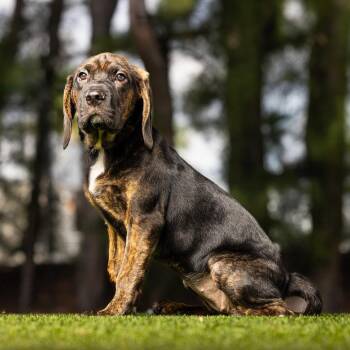 Winnie -  Coonhound and Mixed Breed Dog for Adoption in Jupiter, Florida - Winnie | PetCurious