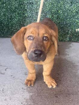 61687040 -  Hound and Mixed Breed Dog for Adoption in El Paso, Texas - 61687040 | PetCurious