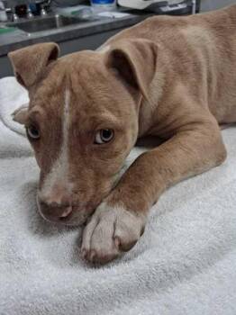 Monopoly -  Mixed Breed Dog for Adoption in Sevierville, Tennessee - Monopoly | PetCurious
