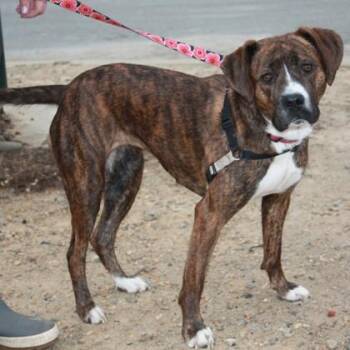 Mixed Breed Dogs Available for Adoption - Zea | PetCurious