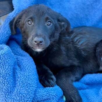 Avalon -  Labrador Retriever Dog for Adoption in Red Bluff, California - Avalon | PetCurious