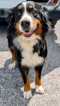 Noodle -  Bernese Mountain Dog Dog for Adoption in Lima, Ohio - Noodle | PetCurious