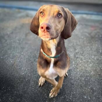 Wolfy -  Weimaraner and Hound Dog for Adoption in Lindenhurst, New York - Wolfy | PetCurious