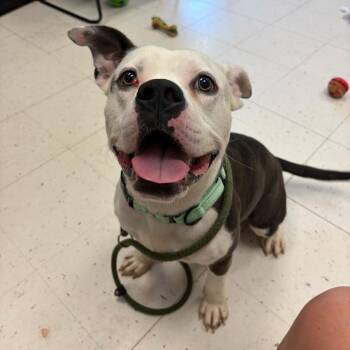 Mixed Breed Dogs Available for Adoption in Davenport, Iowa - Socks | PetCurious