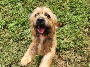 DIXIE -  Yorkshire Terrier Dog for Adoption in Springfield, Massachusetts - DIXIE | PetCurious