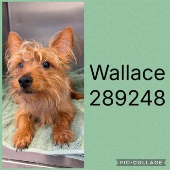WALLACE -  Yorkshire Terrier Dog for Adoption in Macon, Georgia - WALLACE | PetCurious