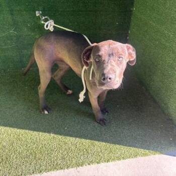 Mindy -  Mixed Breed Dog for Adoption in Bend, Oregon - Mindy | PetCurious