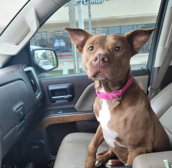 Amber -  American Staffordshire Terrier and Mixed Breed Dog for Adoption in Magnolia, Texas - Amber | PetCurious