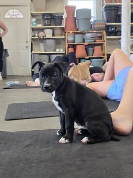 GLORY -  Mixed Breed Dog for Adoption in Holbrook, New York - GLORY | PetCurious