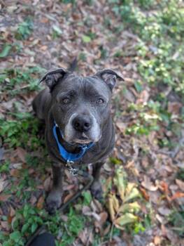 Mixed Breed Dogs Available for Adoption - MYAKKA | PetCurious