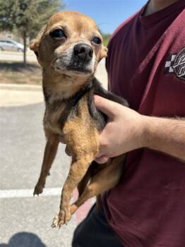 BENITO -  Chihuahua Dog for Adoption in San Antonio, Texas - BENITO | PetCurious
