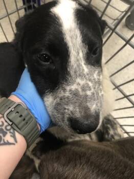 Labrador Retriever and Mixed Breed Dogs Available for Adoption in Conroe, Texas - A427026 | PetCurious