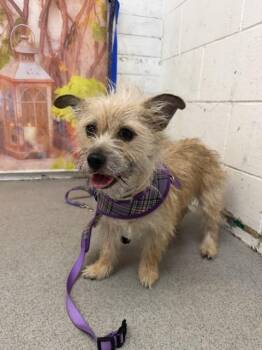 Terrier and Mixed Breed Dogs Available for Adoption in San Bernardino, California - ELLIE | PetCurious