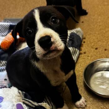 Zorn -  Black Labrador Retriever and Mixed Breed Dog for Adoption in Hinesville, Georgia - Zorn | PetCurious