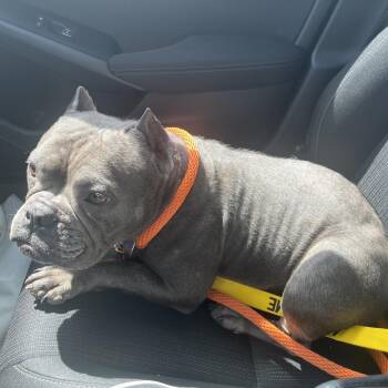 Bad Bunnita -  Pit Bull Terrier Dog for Adoption in Northbrook, Illinois - Bad Bunnita | PetCurious