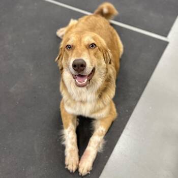 Mixed Breed and Australian Shepherd Dogs Available for Adoption in New York, New York - Maggie | PetCurious