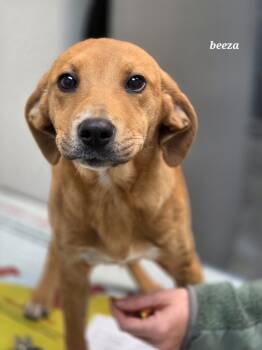 Rescue Beagle and Labrador Retriever Dogs for Adoption in Clinton, South Carolina - Beeza | PetCurious