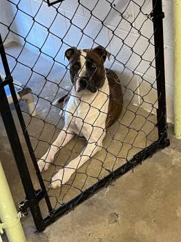 Canelo -  Pit Bull Terrier and Boxer Dog for Adoption in Morgantown, Kentucky - Canelo | PetCurious