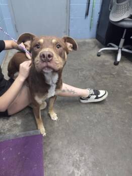 Rescue Shepherd Dogs for Adoption in Evansville, Indiana - Opel | PetCurious