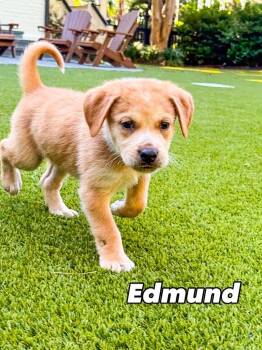 Rescue Mixed Breed Dogs for Adoption in Charleston, South Carolina - Edmund | PetCurious