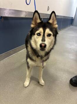 ALEXA -  Siberian Husky Dog for Adoption in Doral, Florida - ALEXA | PetCurious