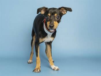 WANDA -  Miniature Pinscher and Chihuahua Dog Available for Adoption in Phoenix, Arizona - WANDA | PetCurious