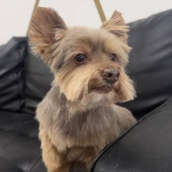 Patches -  Yorkshire Terrier Dog for Adoption in North Canton, Ohio - Patches | PetCurious