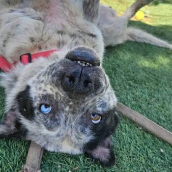 Heart -  Australian Cattle Dog Blue Heeler and Mixed Breed Dog Available for Adoption in Fort Collins, Colorado - Heart | PetCurious