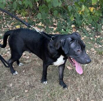 Apollo -  Cane Corso and Pit Bull Terrier Dog for Adoption in Vancouver, Washington - Apollo | PetCurious