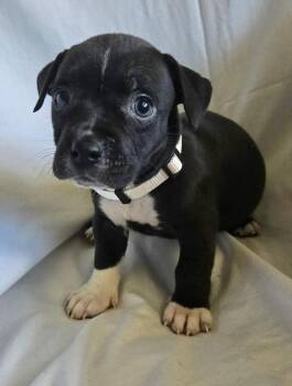 Swiss - Mozzarella -  American Bulldog Dog for Adoption in Lakeland, Florida - Swiss - Mozzarella | PetCurious