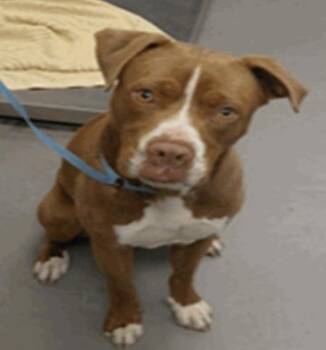 Cipher -  Pit Bull Terrier Dog for Adoption in Vancouver, Washington - Cipher | PetCurious