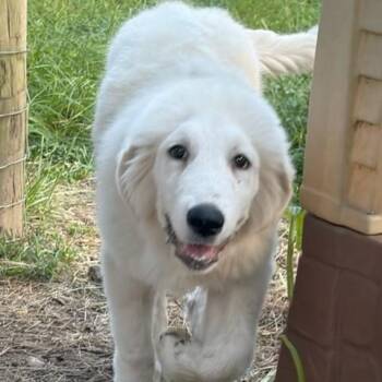 Maverick -  Great Pyrenees Dog for Adoption in Farmington, Connecticut - Maverick | PetCurious