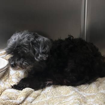 Poodle Dogs Available for Adoption - Tex Smith | PetCurious
