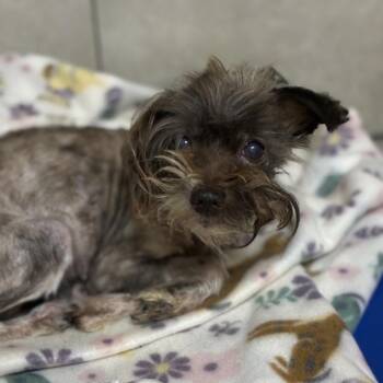 Schnitzel -  Miniature Schnauzer Dog for Adoption in Eureka Springs, Arkansas - Schnitzel | PetCurious