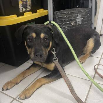 Mixed Breed Dogs Available for Adoption - Floyd | PetCurious