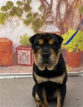 Shar Pei Dogs Available for Adoption in San Bernardino, California - OTTO | PetCurious