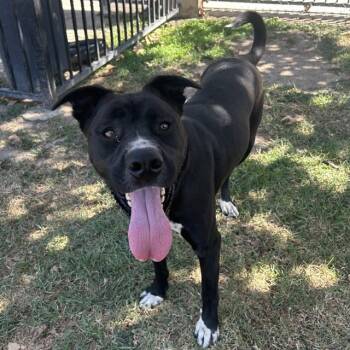 EKKO -  Labrador Retriever and Mixed Breed Dog for Adoption in Riverside, California - EKKO | PetCurious