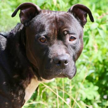 Bandido -  Mixed Breed Dog for Adoption in Allentown, Pennsylvania - Bandido | PetCurious