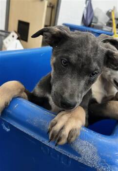 ROSIE -  Mixed Breed Dog Available for Adoption in Dallas, Texas - ROSIE | PetCurious