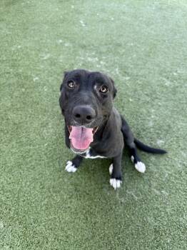 Rescue Labrador Retriever and Pit Bull Terrier Dogs for Adoption in Pearland, Texas - Arch | PetCurious