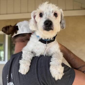 Jack Russell Terrier Dogs Available for Adoption - Angel | PetCurious