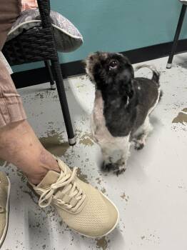Shih Tzu Dogs Available for Adoption in Chattanooga, Tennessee - Morgan | PetCurious