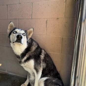 Husky Dogs Available for Adoption in Yuma, Arizona - Vira | PetCurious
