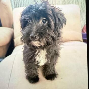 Indy -  Maltese Dog for Adoption in Redlands, California - Indy | PetCurious