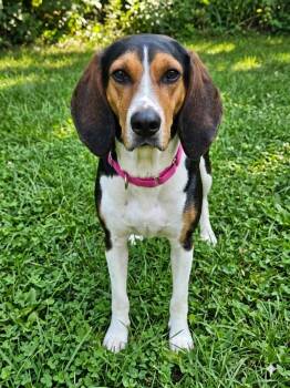 Luna -  Treeing Walker Coonhound Dog for Adoption in Tulsa, Oklahoma - Luna | PetCurious