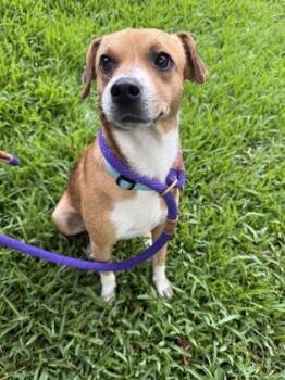 Jocko -  Mixed Breed Dog for Adoption in Honolulu, Hawaii - Jocko | PetCurious