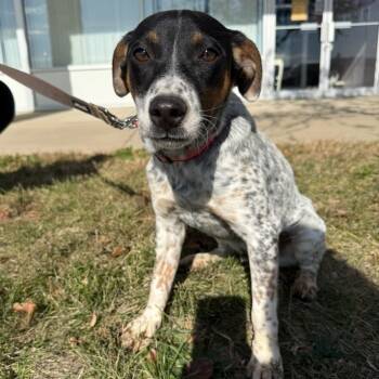 Rescue Jack Russell Terrier and Australian Cattle Dog Blue Heeler Dogs for Adoption in Normal, Illinois - Jay | PetCurious