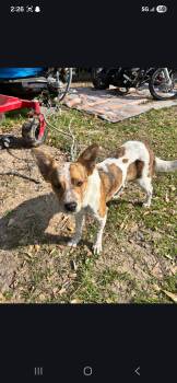 Australian Cattle Dog Blue Heeler Dogs Available for Adoption in Anderson, Texas - Willow | PetCurious