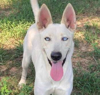 Rescue Shepherd Dogs for Adoption in Brookshire, Texas - Zube | PetCurious